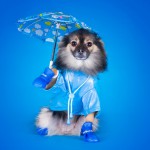 雨の日の犬の散歩で注意するべき点は？雨散歩のメリット・デメリットや室内遊びのヒントも！
