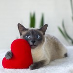 助け合いのこころが命を救う！猫の献血について知ろう！