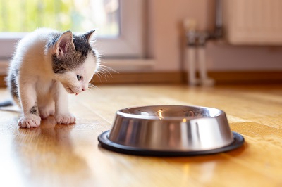 食器を見つめる子猫