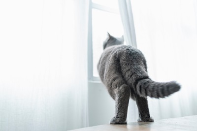窓から外を眺める猫