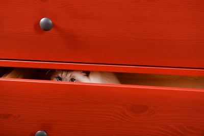 引き出しに隠れている猫