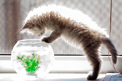 金魚鉢をのぞき込む子猫