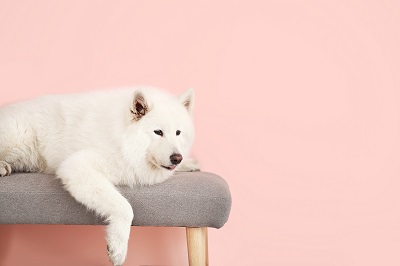 椅子の上に寝そべる大型犬