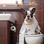 失敗・シートを破く・食糞……愛犬の留守番中のトイレの悩みを解消！
