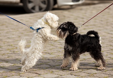 散歩中に戯れる二頭の犬