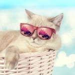 猫の暑さ対策グッズ10選！ひんやりク～ルなアイテムで夏を乗りきろう！