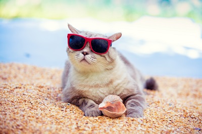 サングラスをかけて砂浜で休む猫