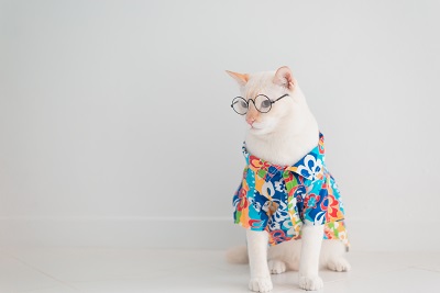 メガネをかけシャツを着た猫