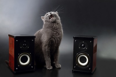 歌う猫とオーディオ