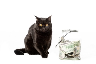 お金が入った瓶と黒猫
