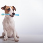 嫌がる犬でも大丈夫！歯磨きの重要性と正しいやり方を知って、愛犬の健康を守ろう！