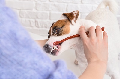 歯を磨かれる犬