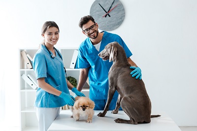 獣医師と二頭の犬