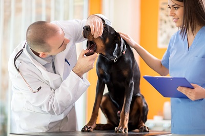 獣医師に口の中を見られる犬