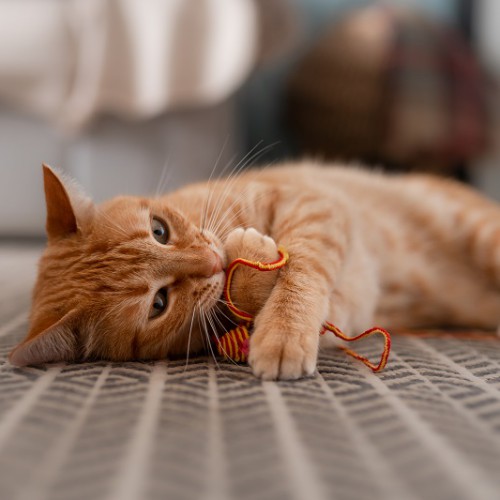 横になっておもちゃで遊ぶ猫