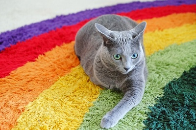 虹色のラグに座っている猫