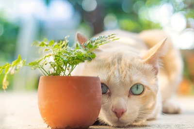 植木鉢の奥から警戒している猫