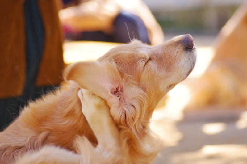 愛犬が耳を痒がるときの対処法｜応急処置で悪化を防ぐ！ | ReCheri