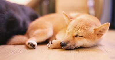 床の上で眠る柴犬