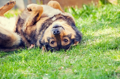 芝生に寝転ぶ犬