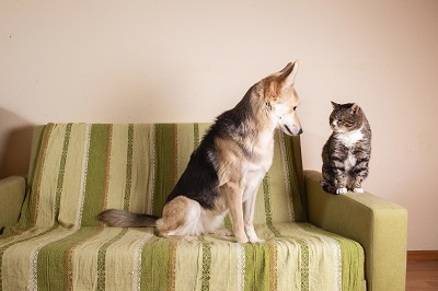 ソファに座る犬と猫