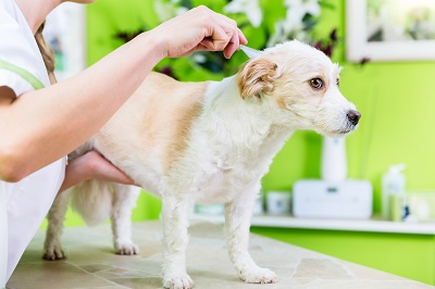 獣医師にノミ・ダニ予防薬をつけられる犬