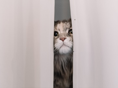 カーテンの隙間に隠れる猫