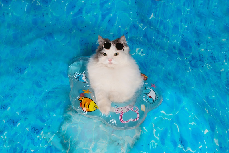 浮き輪をつけてプールに入る猫