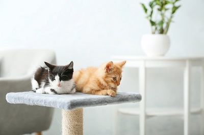 キャットタワーの上の二匹の子猫