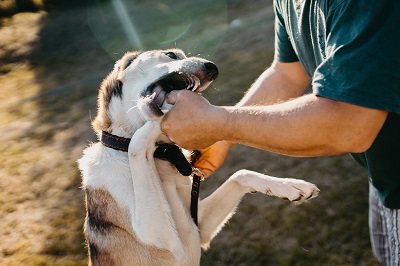 飼い主の手を噛む犬