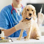 犬の予防接種、狂犬病ワクチン以外に何が必要？防げる病気や打つ時期・費用は？