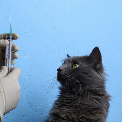 注射器を見つめる黒猫