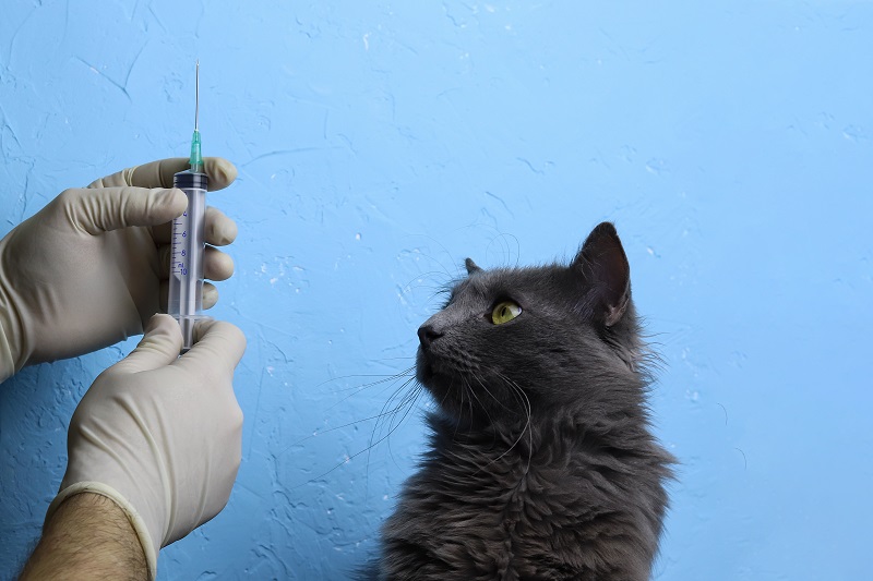 注射器を見つめる黒猫