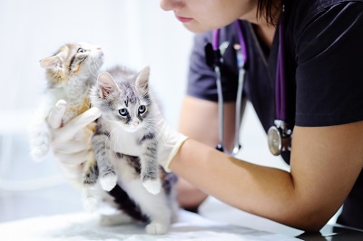 獣医師に抱えられる二匹の子猫