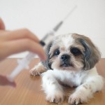 愛犬が予防接種を嫌がるときの対処法10選！切ないけど可愛い動画もご紹介