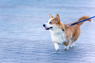 散歩を楽しむ犬