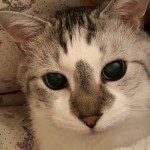 【闘病記】ケトアシドーシスで生死をさまよった糖尿病の猫、ヒューくんの現在