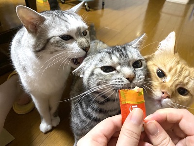 ちゅーるを食べる猫たち