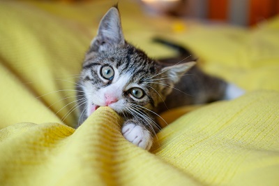毛布を噛む子猫