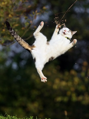 木から落ちる猫