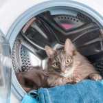 猫のお世話や移動に洗濯ネットが大活躍！？洗濯ネットに入れるメリットや入れるときのコツを解説！