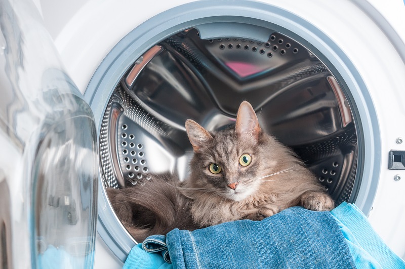 洗濯機の中に入った猫