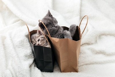 紙袋に入った二匹の子猫