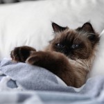 猫のくしゃみや鼻水は猫風邪の症状かも？原因や治療、予防法を解説！