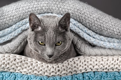 毛布の間に隠れる猫