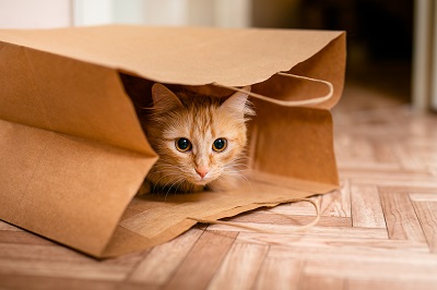 紙袋の中に隠れる子猫