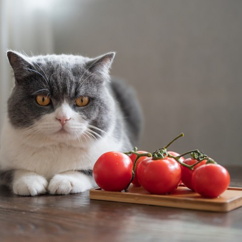 テーブルの上のトマトと猫
