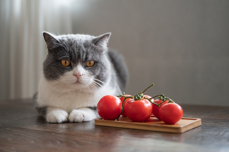 テーブルの上のトマトと猫