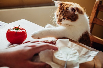 トマトに手を伸ばす猫
