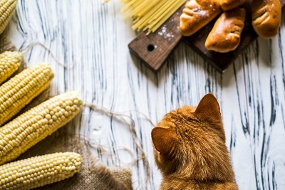 パンとパスタととうもろこしを見る猫